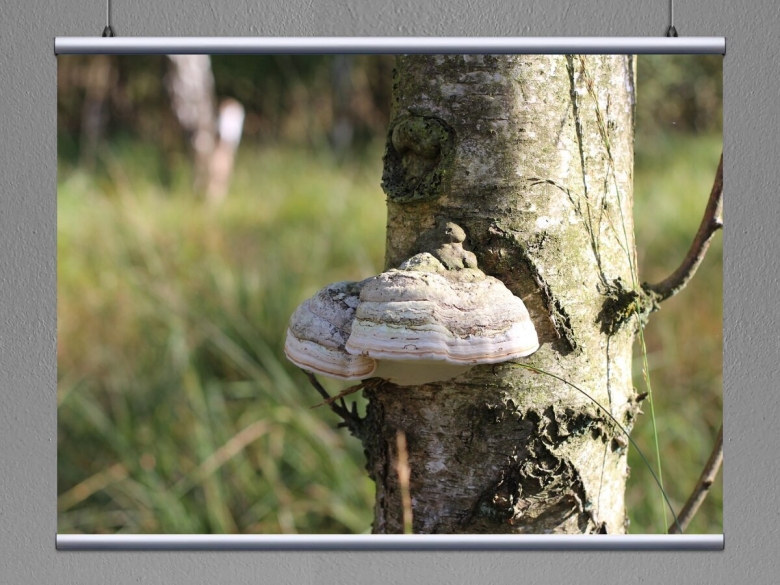 Плоский гриб на дереве