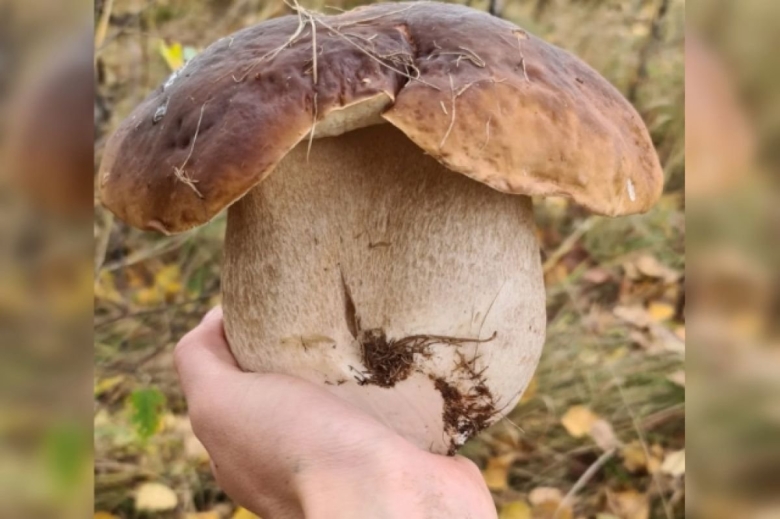 Белые грибы Тверская область