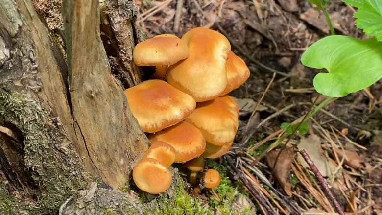 Летний опенок kuehneromyces mutabilis