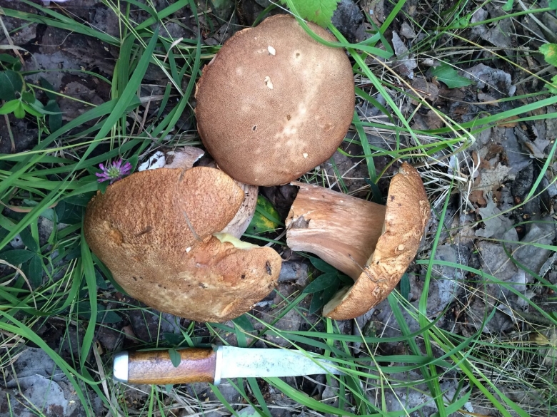 Грибы черноземья