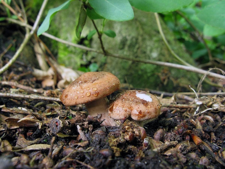 Млечник дубовый гриб