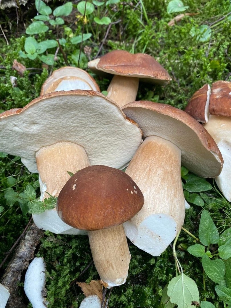 Грибы в Дубовом лесу