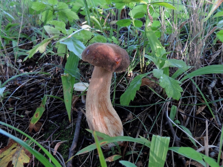 Белый гриб дубовый Боровик сетчатый