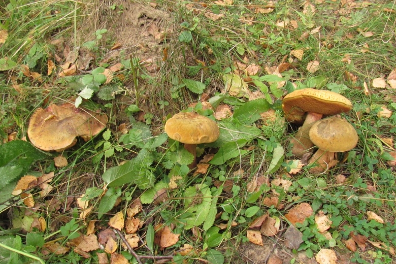 Грибы в Дубовом лесу