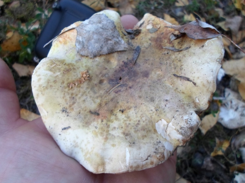 Подгруздок белый сухой груздь