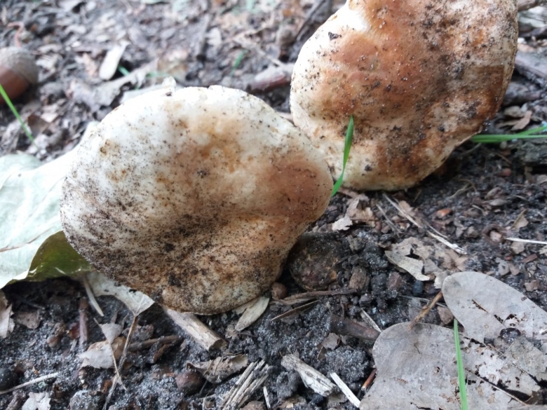 Грибы растущие под дубами