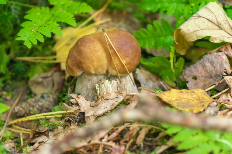 Грибы растущие под елью