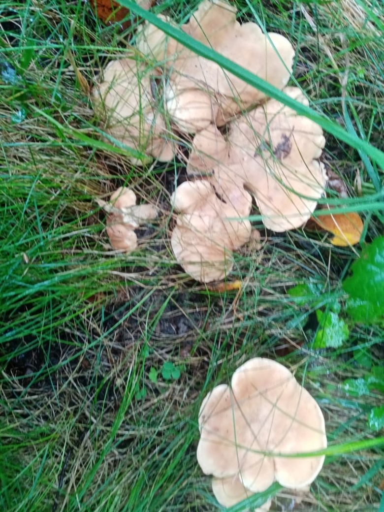 Майский гриб calocybe gambosa