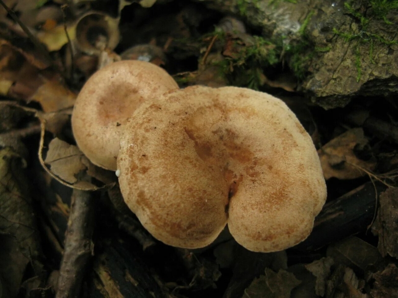 Млечник серо розовый lactarius helvus