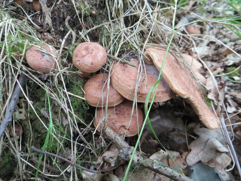 Lactarius torminosus