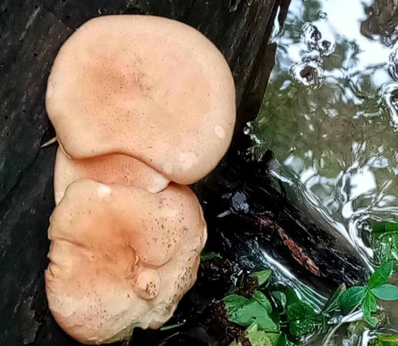 Пилолистник бокаловидный