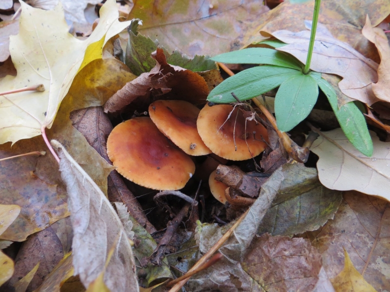 Опёнок зимний гриб