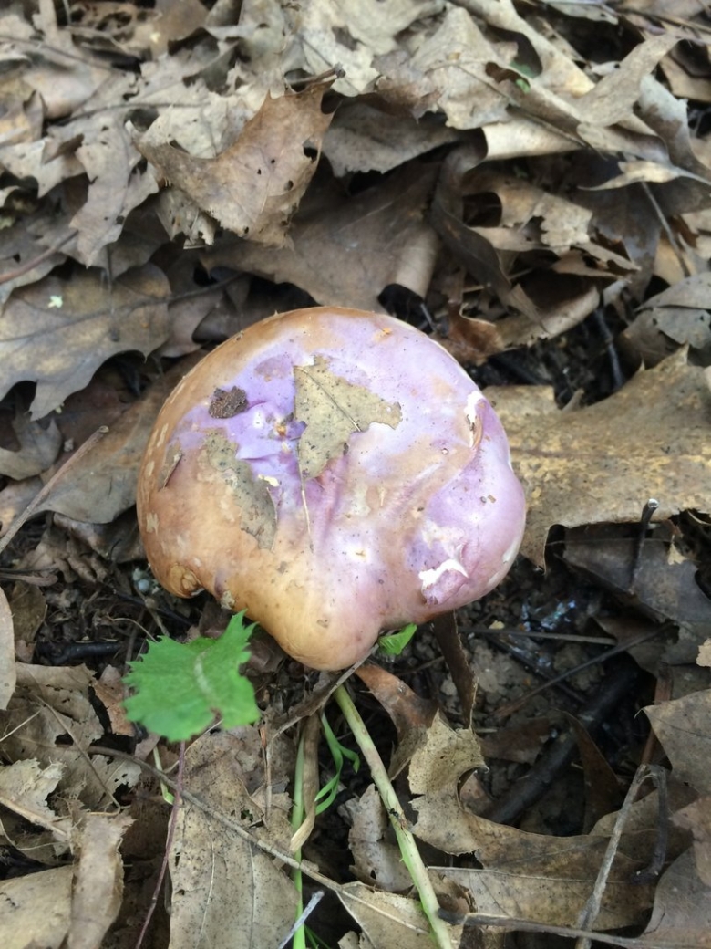 Паутинник голубовато опоясанный Cortinarius balteatocumatilis