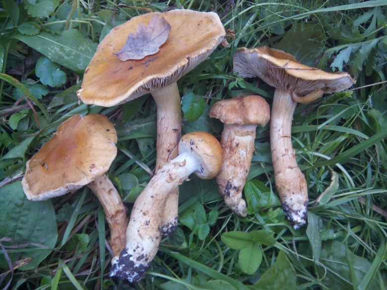 Паутинник триумфальный гриб