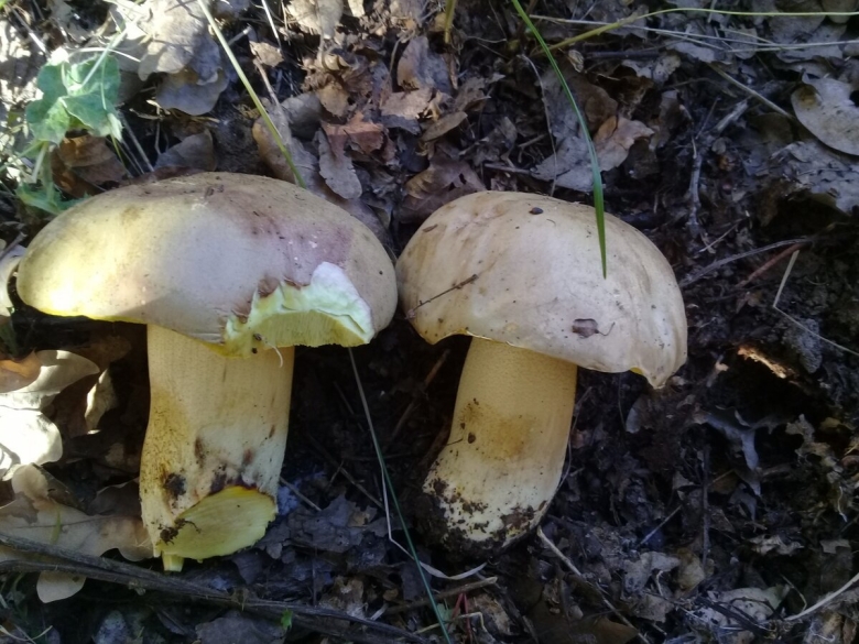 Белопольский гриб в Волгоградской области