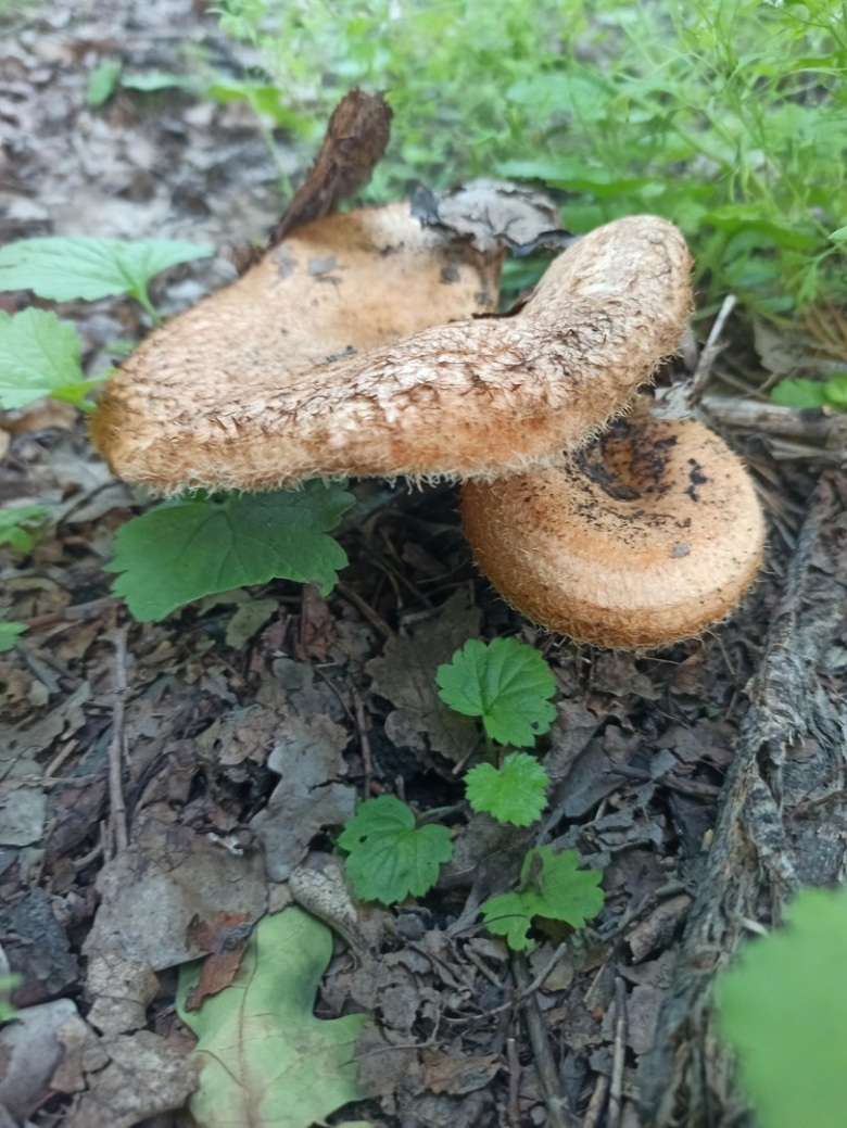 Млечник мэра гриб