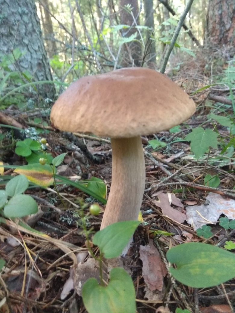 Гриб на дубе