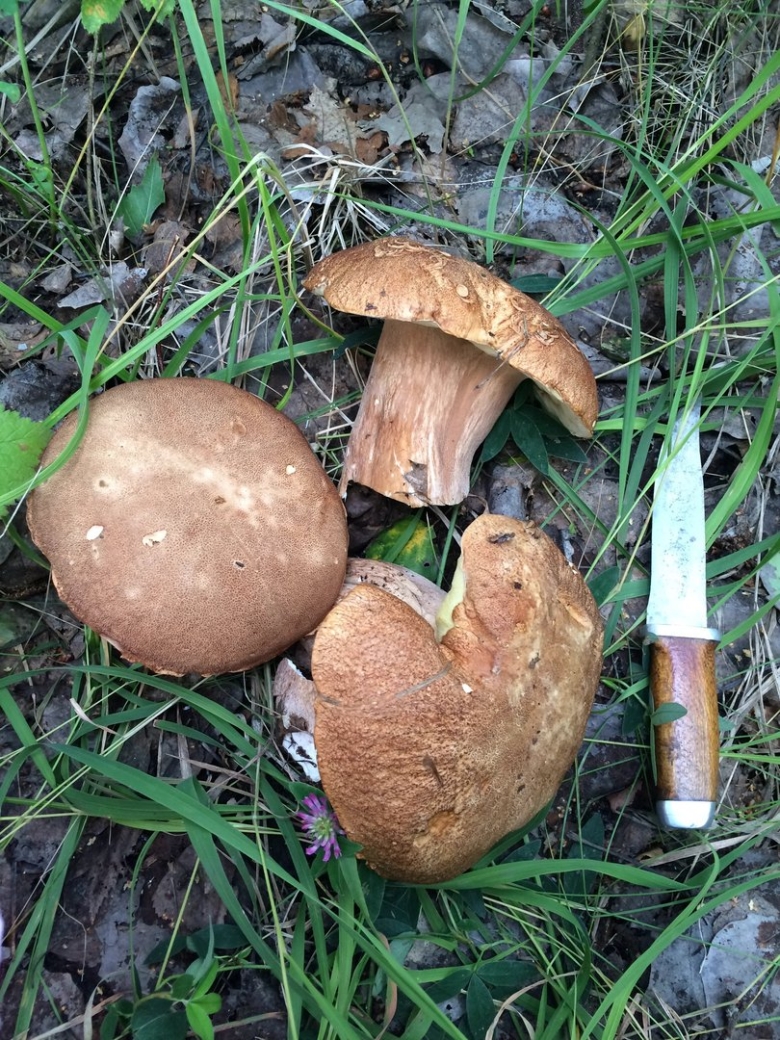 Боровик гриб