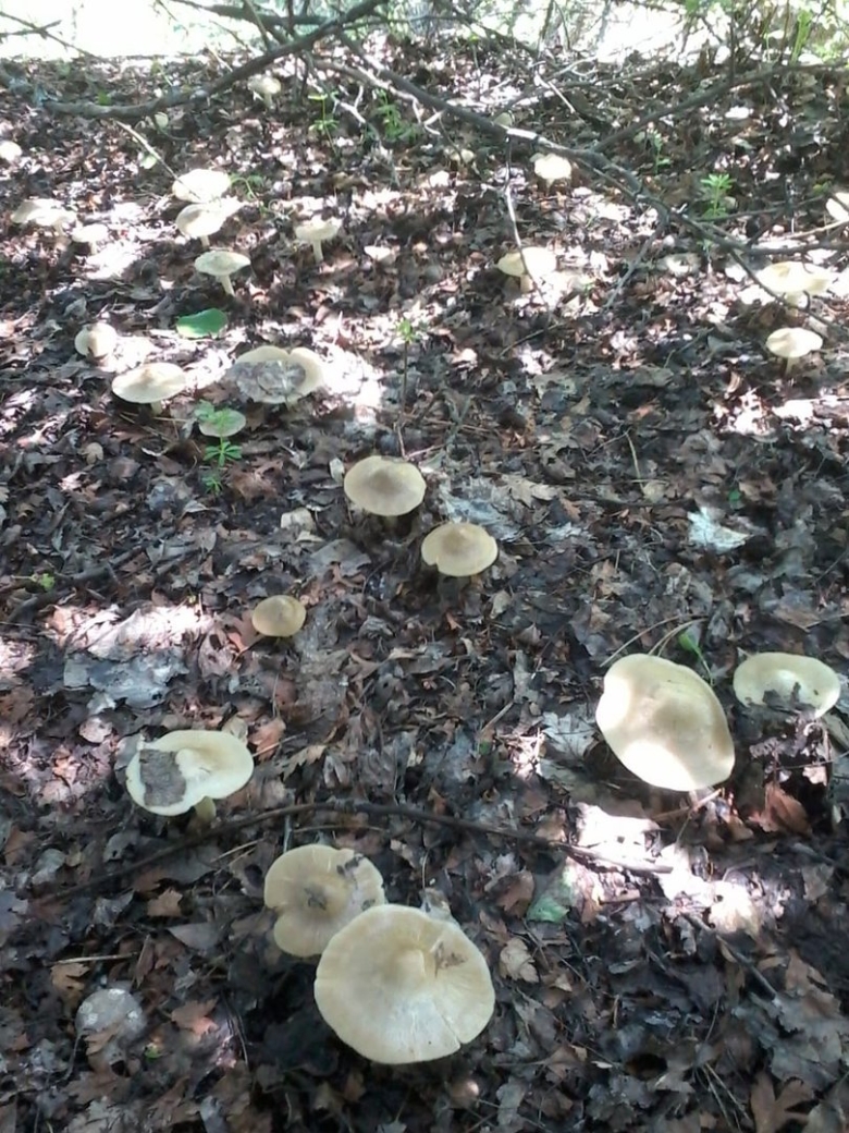 Весенние грибы в крыму