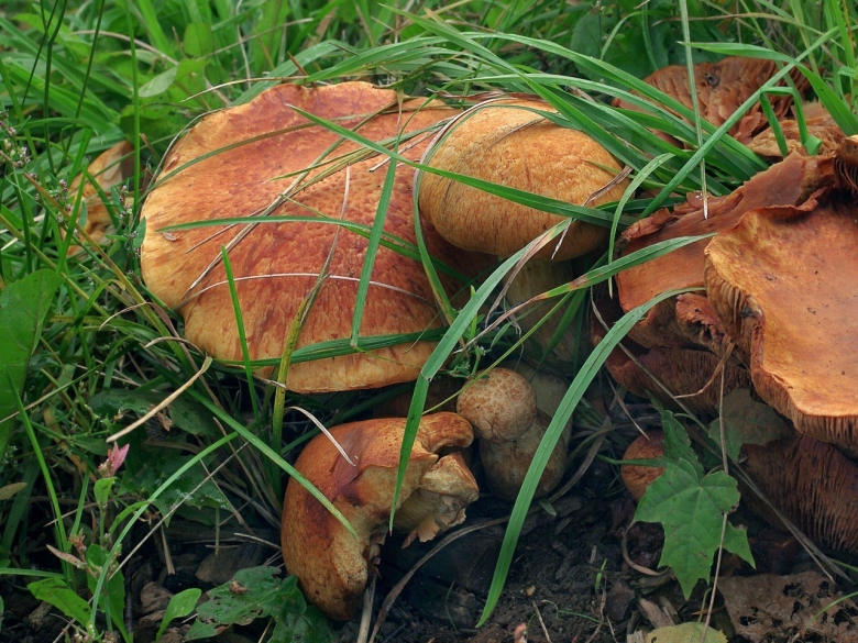 Съедобные пластинчатые грибы на пнях