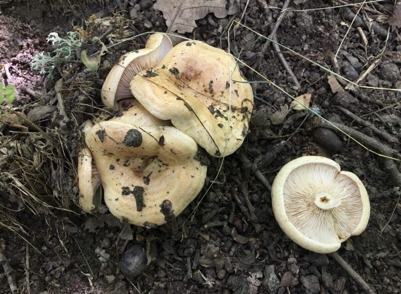 Груздь дубовый lactarius insulsus