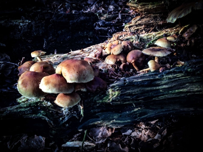 Симбиотические грибы гриб