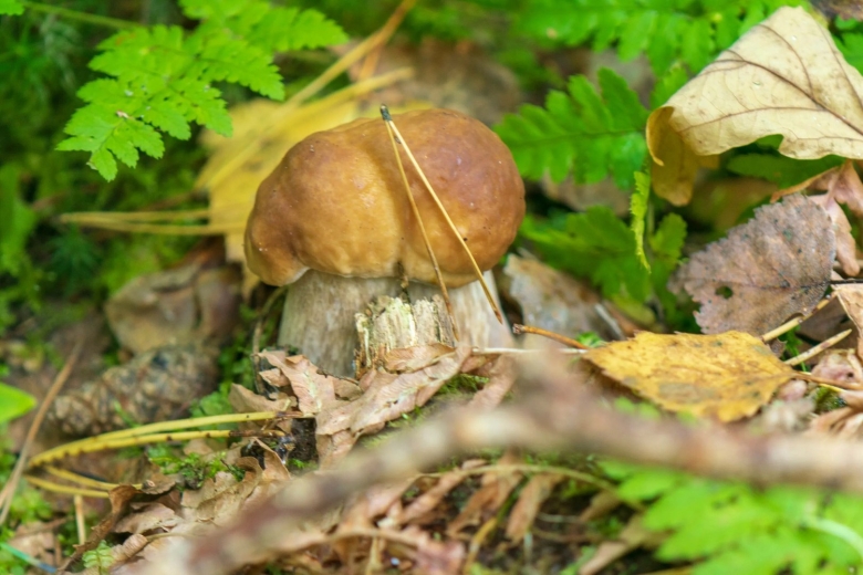 Грибы под елью