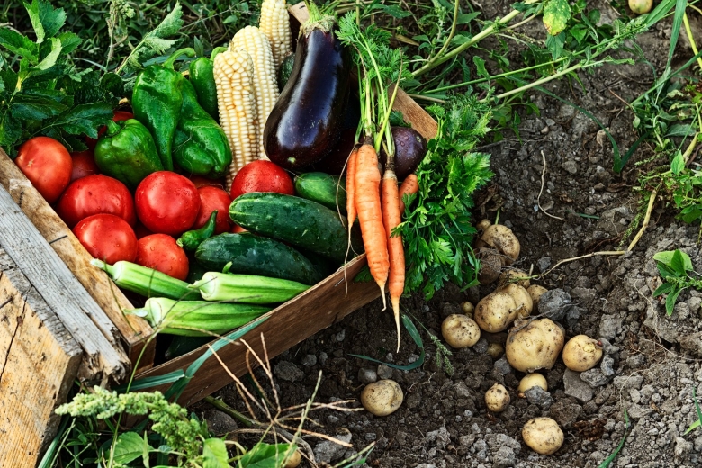 Огород урожай