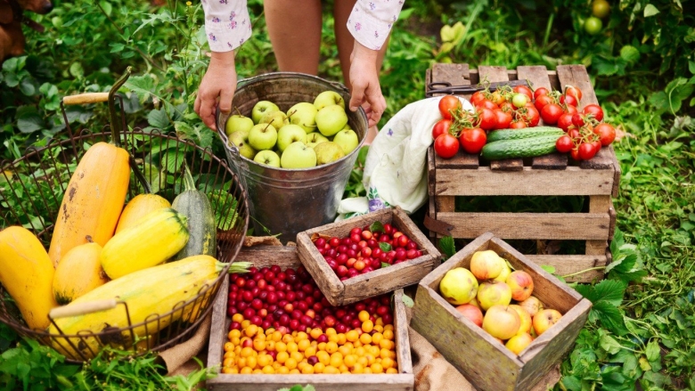 Сбор овощей и фруктов