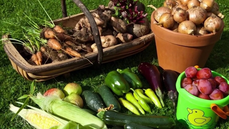 Огород урожай