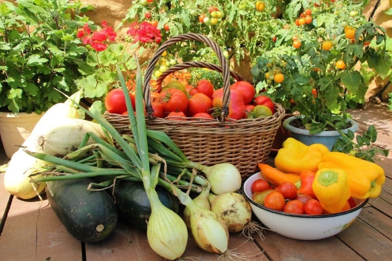 Овощи на огороде