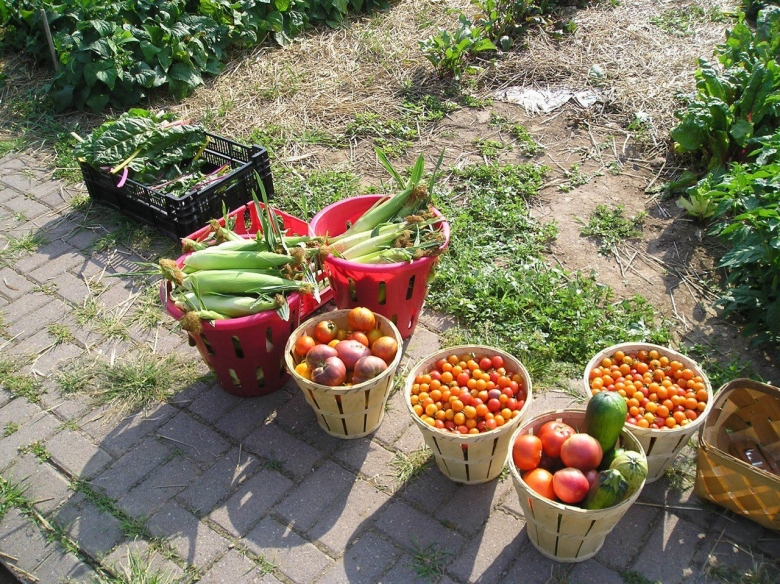 Фрукты с огорода