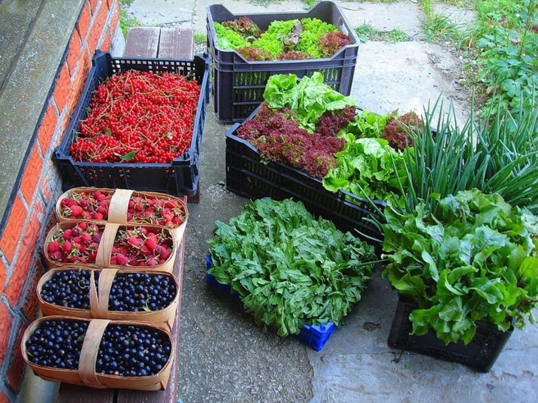 Овощные грядки