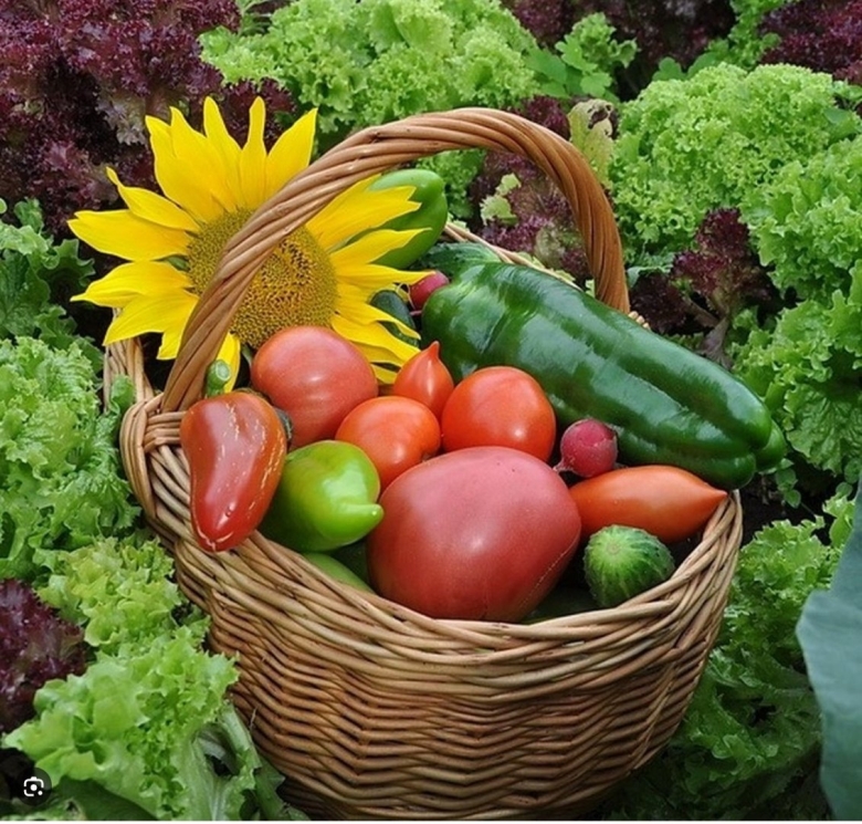 Огород урожай