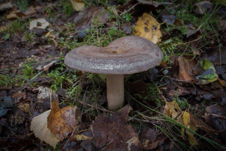 Млечник гриб Гладыш