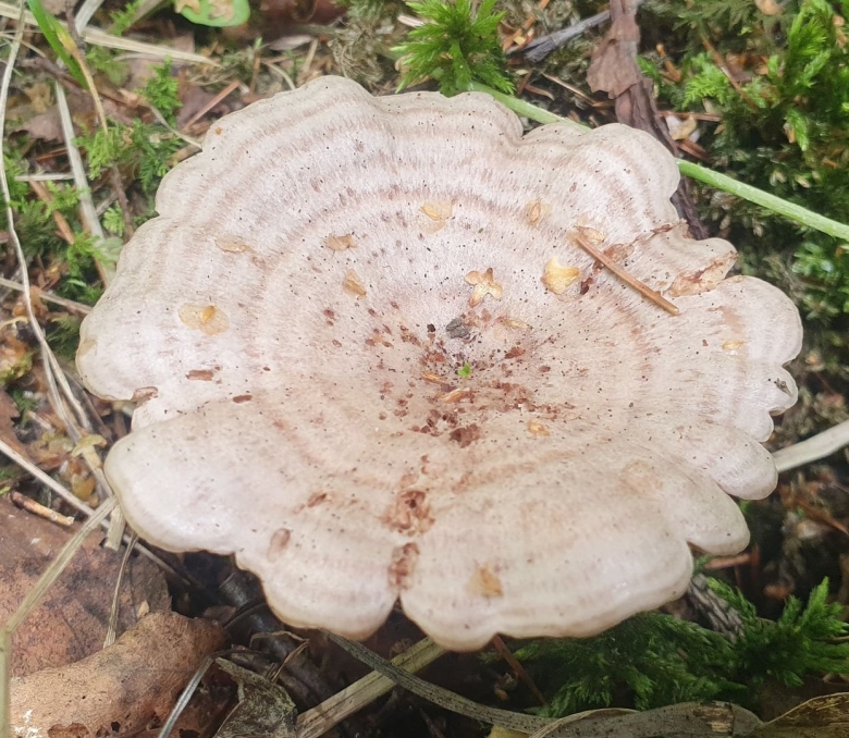 Рыжик дубовый фото