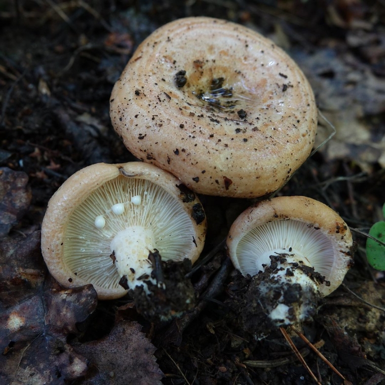 Серушка гриб Lactarius flexuosus