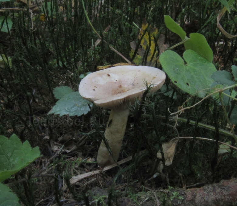 Млечник мокрый