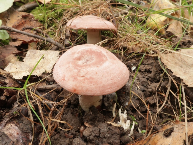 Дуплянка гриб млечник