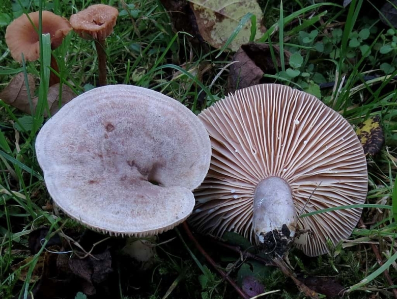 Млечник серо розовый lactarius helvus