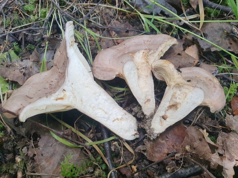 Красный Путник гриб