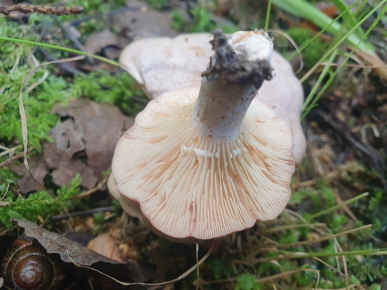 Рыба серушка фото