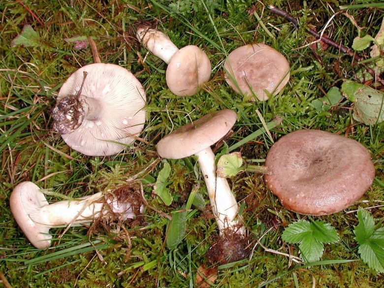 Млечник древесинный грибы