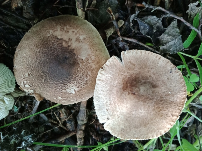 Рядовка серебристая Tricholoma scalpturatum