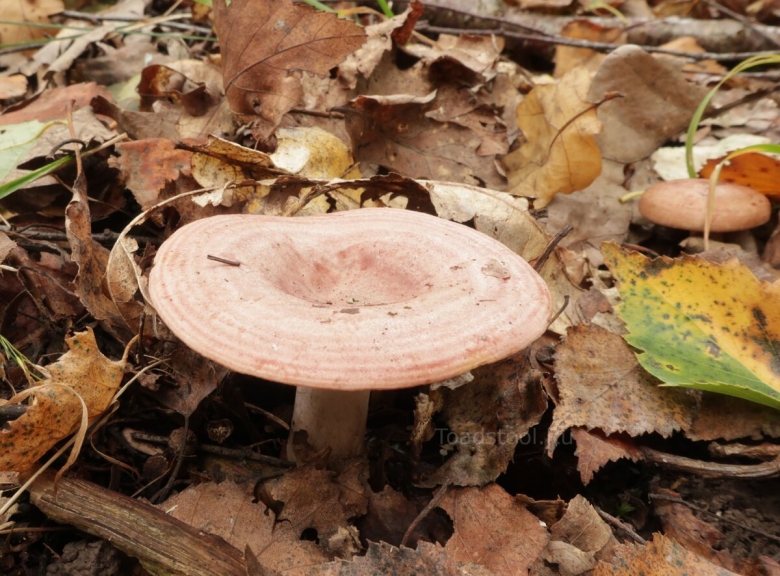 Серушка гриб фото и описание