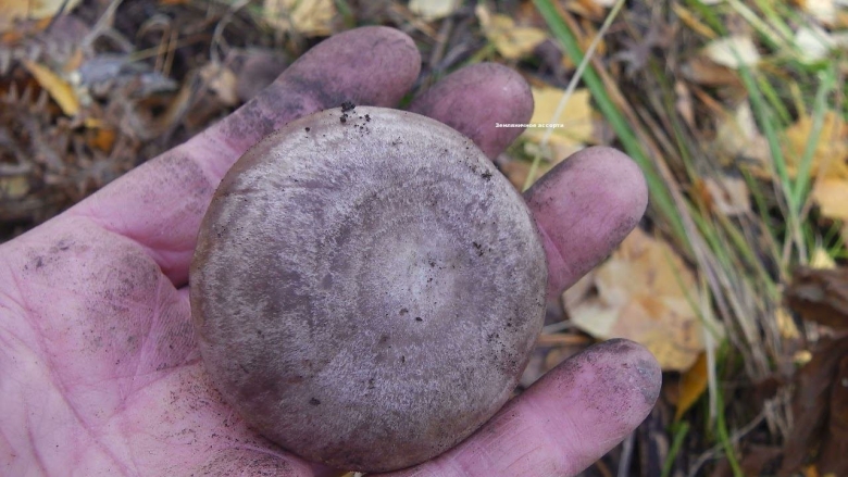 Медвежья лапа гриб