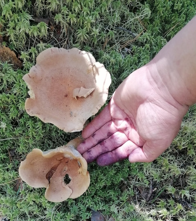 Млечник гриб краснушка