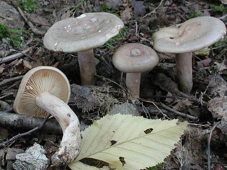 Млечник серо розовый lactarius helvus