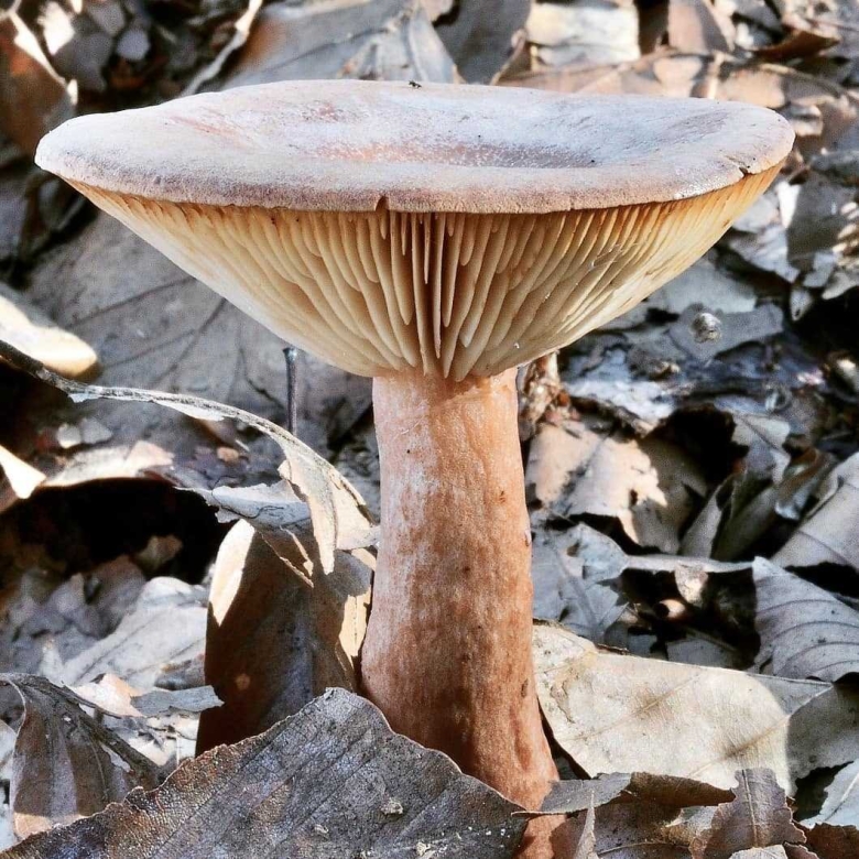 Млечник обыкновенный Гладыш