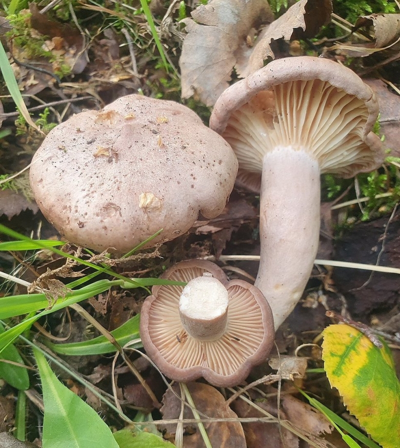 Млечник гриб серушка